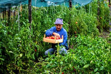 Farmer collecting organic tomatoes in a garden