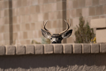 Pictures of deer (bucks) around Carson City Nevada.  They walk all around the west side of town seeking food.