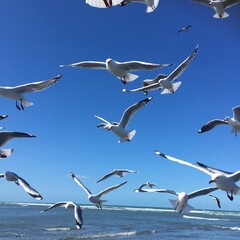 Seagulls in flight