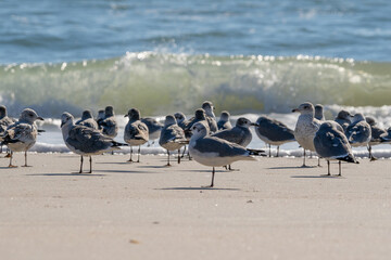 Birds of the North Carolina Coast.  Sandpipers and gulls.