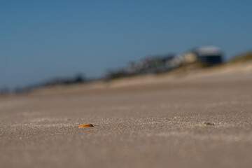 in focus seashell on a beach