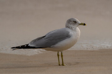 Birds of the North Carolina Coast.  Sandpipers and gulls.