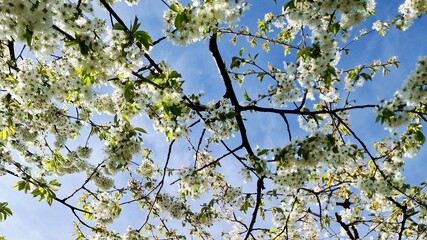 The trees are full of cherry blossoms