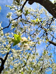 The trees are full of cherry blossoms