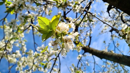 The trees are full of cherry blossoms