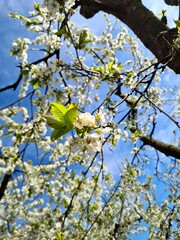 The trees are full of cherry blossoms