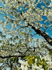 The trees are full of cherry blossoms
