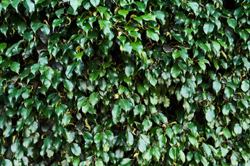 Obraz premium Green plant beautiful natural texture