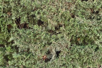  Green plant beautiful natural texture