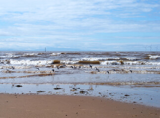 Fototapeta na wymiar the beach at blundell sands in southport with a flock of sanderlings feeding on the shoreline