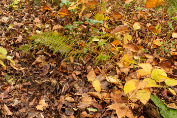autumn leaves background