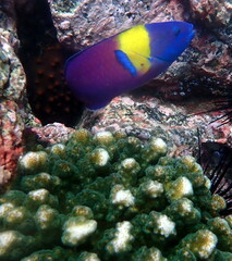 Naklejka na ściany i meble Costa Rica pacific sea life