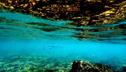 Costa Rica pacific sea life