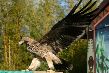 Golden eagle fly. High quality photo