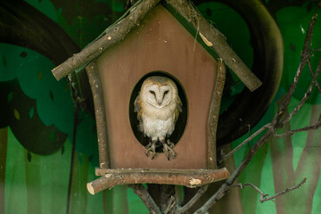 Photos of a owl in nature. High quality photo