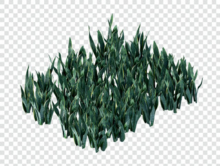isometric sansevieria plant 3d rendering