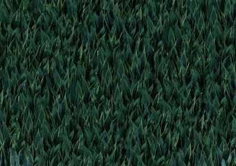 isometric sansevieria plant 3d rendering texture