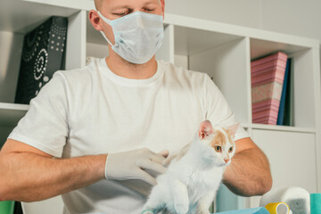 Male veterinarian in gloves and T-shirt holds white and ginger kitten and conducts medical examination on table