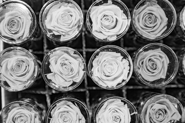 fresh roses in different grey colors