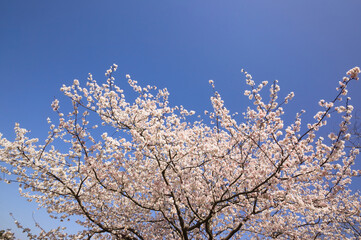 青空の中で満開の暖流桜
