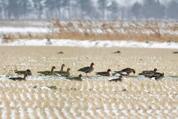 北からの真冬の渡り鳥　秋田県男鹿半島に渡ってきたマガンの群れ