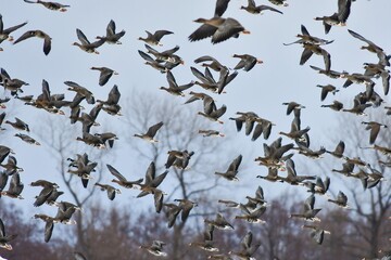 北からの真冬の渡り鳥　秋田県男鹿半島に渡ってきたガンたちの飛翔