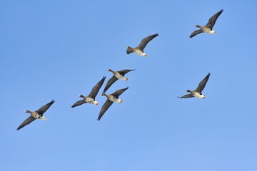 北からの真冬の渡り鳥　秋田県男鹿半島の雪空に舞うガンの群れ