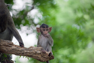 可愛いサル