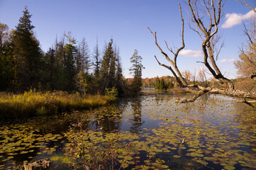 Beautiful autumn landscape view with Seneca lake surface covered with waterlilly pads and old pine...