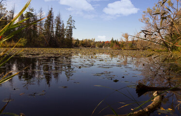 Beautiful autumn landscape view with Seneca lake surface covered with waterlilly pads and old pine...