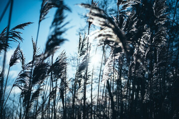 Frozen reeds on a branch and ice in the winter season against a blue sky with white clouds.