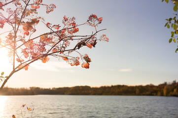 Worn and beaten red leaves on a tree branch in warm sunset sun rays before a lake surface...