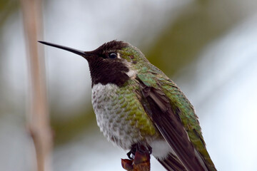 Fototapeta na wymiar Black Head Hummingbird 04