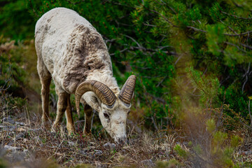 Mountain Goat