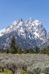 Fototapeta premium Grand Teton National Park