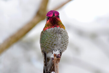 Hummingbird Ice Perch 03