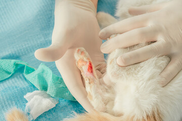 Hands of male veterinarian in gloves hold white and ginger kitten on table for medical examination and treat injured paw with wound