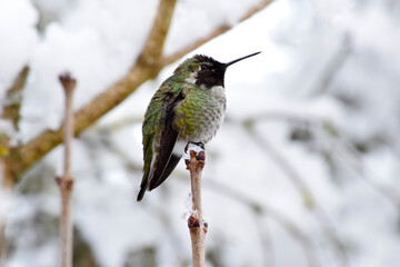 Hummingbird Ice Perch 11