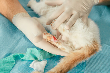 Obraz na płótnie Canvas Hands of male veterinarian in gloves hold white and ginger kitten on table for medical examination and treat injured paw with wound