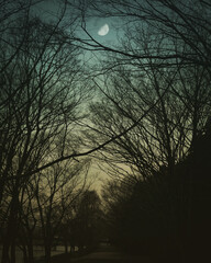 Branches and the moon