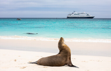 Landscape with Galapagos Sea Lion at shoreline with cruise ship in blurred background