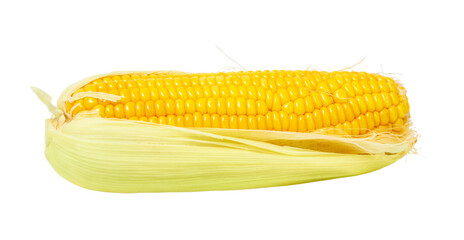 Ear of sweet corn isolated