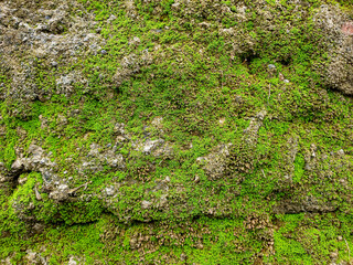 mossy wall surface texture for background and backdrop