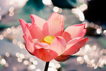 Nature photo film: Lotus blooming season. Time: Sunday, December 26, 2021 . Location: Tam Da lotus lagoon, Ho Chi Minh City. 