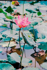 Nature photo film: Lotus blooming season. Time: Sunday, December 26, 2021 . Location: Tam Da lotus lagoon, Ho Chi Minh City. 