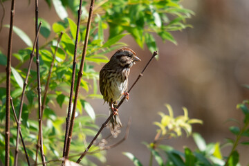 Song Sparrow sitting on a branch 