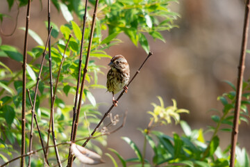 Song Sparrow sitting on a branch 