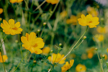 Natural photo: Colorful flower paintings. Time: Friday, December 24, 2021 . Location: Tam Da lotus lagoon, Ho Chi Minh City.  
