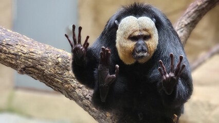 white-faced saki monkey © G. Friedman