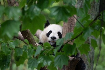 giant panda looking at you through a hole in the tree branches